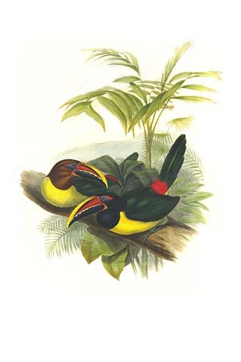 Pteroglossus viridis vintage art print by John Gould