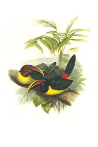 Pteroglossus viridis vintage art print by John Gould