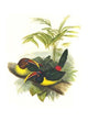 Pteroglossus viridis vintage art print by John Gould