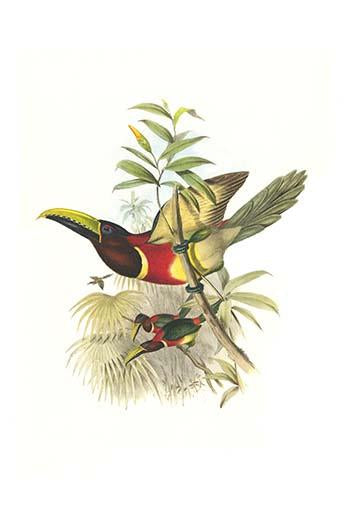 Vintage art print of Pteroglossus Stormi by John Gould