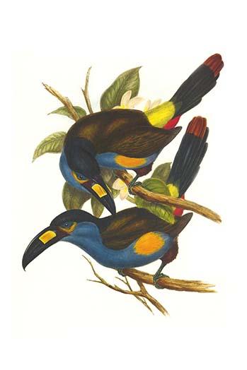 Andigena Laminirostris vintage art print by John Gould