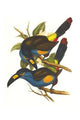 Andigena Laminirostris vintage art print by John Gould