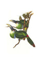 Aulacoramphus Caeruleicinctus poster print by John Gould showcasing a beautifully detailed blue-striped bird.