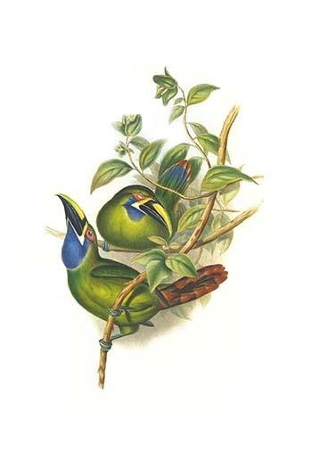 Aulacoramphus Caeruleogularis Poster Print by John Gould
