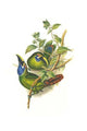 Aulacoramphus Caeruleogularis Poster Print by John Gould