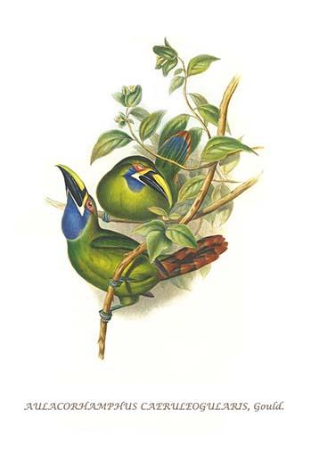 Aulacoramphus Caeruleogularis Poster Print by John Gould showcasing vibrant bird illustration.