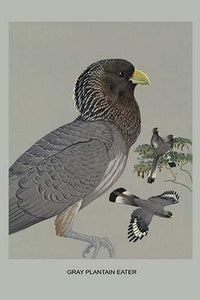 Gray Plantain Eater Poster Print by Louis Agassiz Fuertes featuring vibrant colors and intricate details.