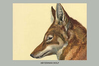 Abyssinian Wolf vintage art reproduction poster print by Louis Agassiz Fuertes.
