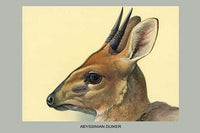 Abyssinian Duiker vintage art print by Louis Agassiz Fuertes.