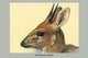 Abyssinian Duiker vintage art print by Louis Agassiz Fuertes.