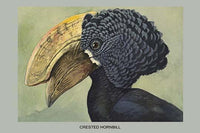 Crested Hornbill vintage art print by Louis Agassiz Fuertes