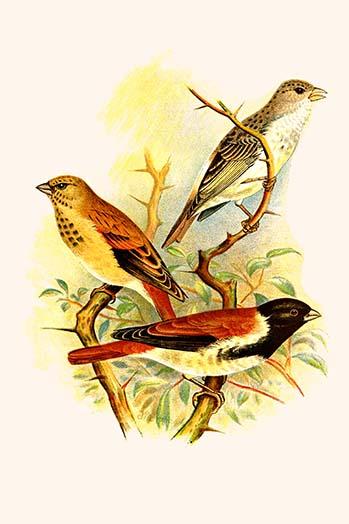 Serinus leucopygius Alario Alario Poster Print by F.W. Frohawk showcasing vibrant colors and intricate details.