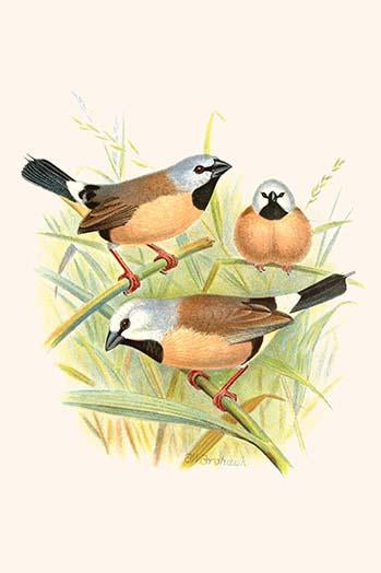 Poephila Cincta Vintage Art Poster Print by F.W. Frohawk