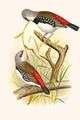 Steganophora Guttata Vintage Art Reproduction Poster Print by F.W. Frohawk