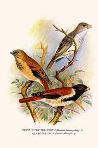 Serinus leucopygius Alario Alario Poster Print by F.W. Frohawk showcasing vibrant bird colors.