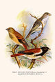Serinus leucopygius Alario Alario Poster Print by F.W. Frohawk showcasing vibrant bird colors.