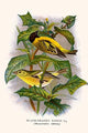 Chrysometris Icterica Vintage Art Poster Print by F.W. Frohawk
