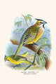 Gubernatrix Cristata Vintage Art Print by F.W. Frohawk
