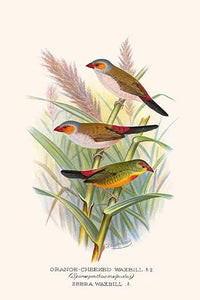 Sporaegunthus Melpodus and Sporaegunthus Subflavus Poster Print by F.W. Frohawk