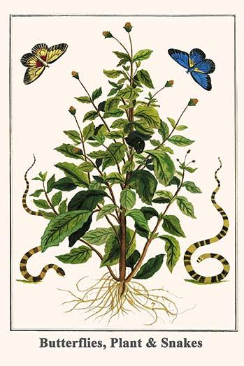Butterflies with Banded Krait Venomous Snake Poster Print by Albertus Seba