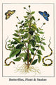 Butterflies with Banded Krait Venomous Snake Poster Print by Albertus Seba