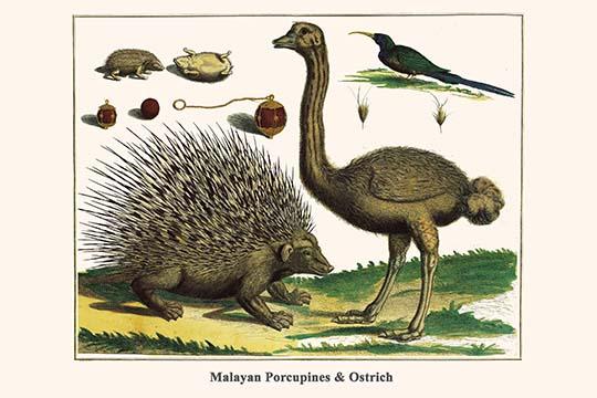 Hystrix brachyura and Struthio camelus poster print by Albertus Seba.