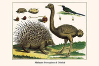 Hystrix brachyura and Struthio camelus poster print by Albertus Seba.