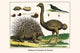 Hystrix brachyura and Struthio camelus poster print by Albertus Seba.