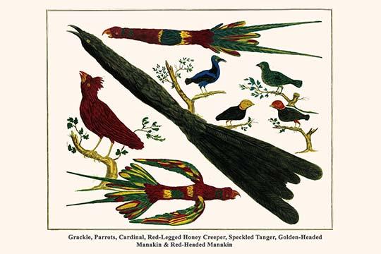 Exquisite Birds Art Print featuring Cardinal cardinalis, Cyanerpes cyaneus, and Pipra rubrocapilla by Albertus Seba.