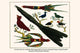 Exquisite Birds Art Print featuring Cardinal cardinalis, Cyanerpes cyaneus, and Pipra rubrocapilla by Albertus Seba.