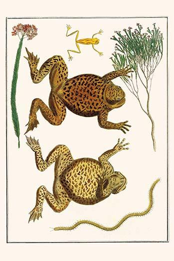 Bufo Marinus and Epipedobates Tricolor Chilopoda Poster Print by Albertus Seba