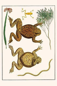 Bufo Marinus and Epipedobates Tricolor Chilopoda Poster Print by Albertus Seba