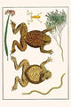 Bufo Marinus and Epipedobates Tricolor Chilopoda Poster Print by Albertus Seba