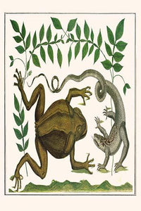 Bufo Marinus Vintage Art Print by Albertus Seba