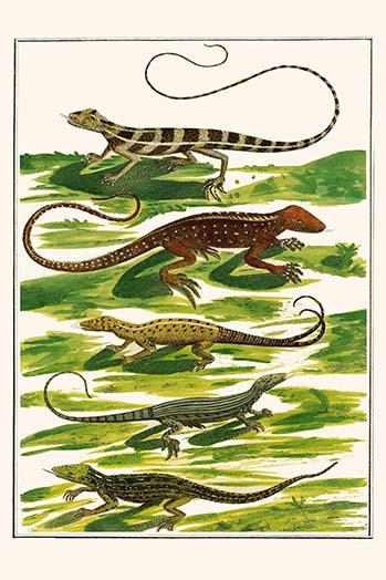 Squamata, Sauria vintage art print by Albertus Seba showcasing various lizard species.