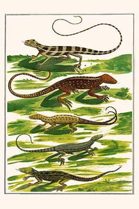 Squamata, Sauria vintage art print by Albertus Seba showcasing various lizard species.