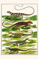 Squamata, Sauria vintage art print by Albertus Seba showcasing various lizard species.