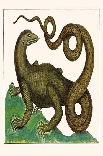 Squamata vintage art print by Albertus Seba, showcasing reptiles and amphibians.