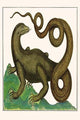 Squamata vintage art print by Albertus Seba, showcasing reptiles and amphibians.