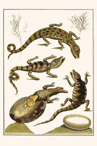 Crocodilia & Plantae vintage art print by Albertus Seba featuring detailed crocodile and plant illustrations.