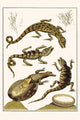 Crocodilia & Plantae vintage art print by Albertus Seba featuring detailed crocodile and plant illustrations.