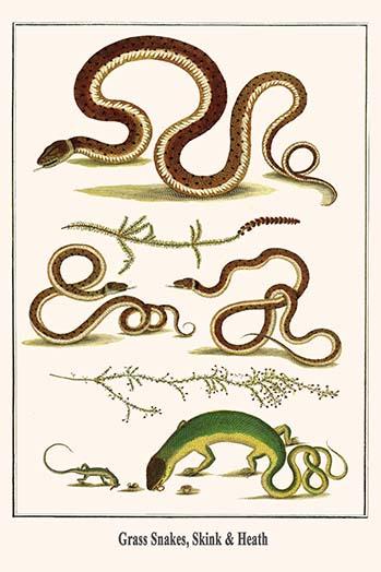 Natrix natrix Squamata poster print by Albertus Seba, showcasing intricate details of this stunning species.