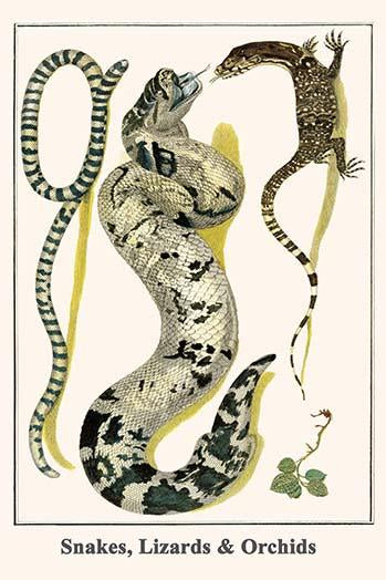 Serpentes, Squamata, Orchiaceae art poster by Albertus Seba showcasing detailed serpents and orchids.