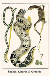Serpentes, Squamata, Orchiaceae art poster by Albertus Seba showcasing detailed serpents and orchids.