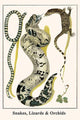 Serpentes, Squamata, Orchiaceae art poster by Albertus Seba showcasing detailed serpents and orchids.
