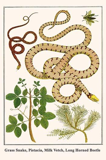 Serpentes, Pistache, Astragalus by Albertus Seba Poster Print