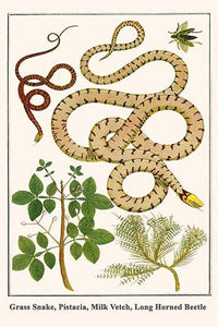 Serpentes, Pistache, Astragalus by Albertus Seba Poster Print