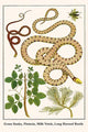 Serpentes, Pistache, Astragalus by Albertus Seba Poster Print