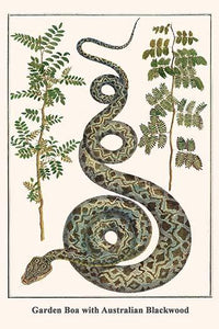 Corallus hortulanus Serpentes Poster Print by Albertus Seba