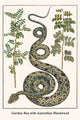 Corallus hortulanus Serpentes Poster Print by Albertus Seba